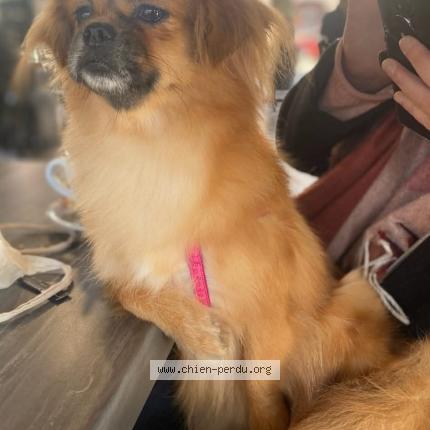 Photo 1/1 Chien retrouvé Perdu à Tonneins