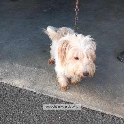 Photo de chien perdu à Urrugne