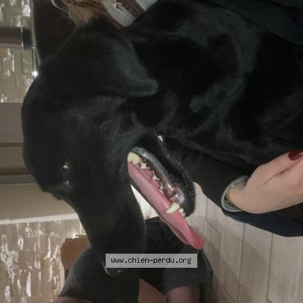 Photo de chien trouvé à Chauvigny