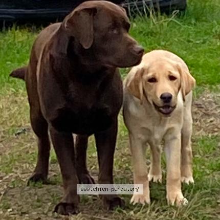 Photo de chien perdu à Coutras