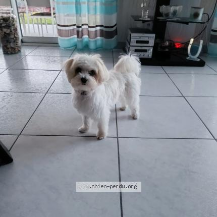 Photo 1/1 Chien retrouvé Perdu à Bonson