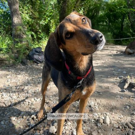 Photo 1/1 Chien retrouvé Perdu à Aunay sous crecy