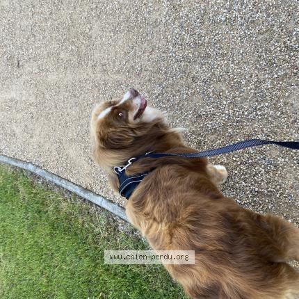 Photo de chien perdu à Saint Laurent D Agny