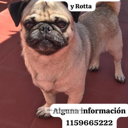 Photo de chien perdu à Monte Grande