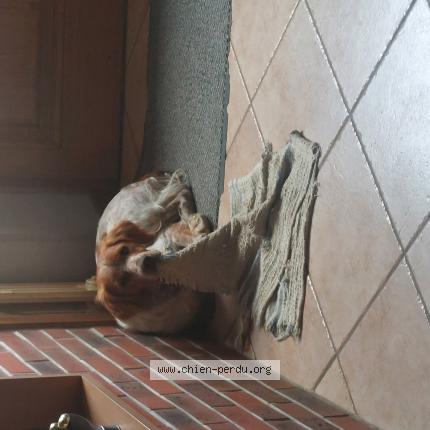 Photo 1/1 Chien retrouvé Perdu à Saint christophe