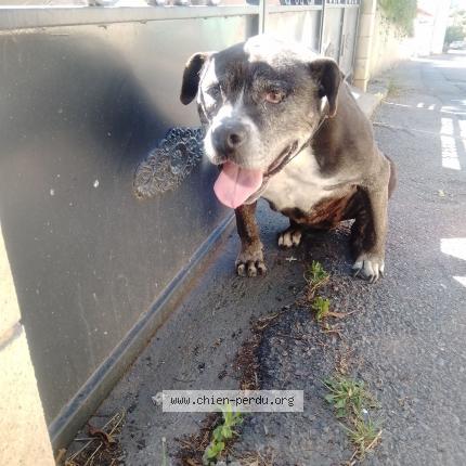 Photo de chien trouvé à Marseille