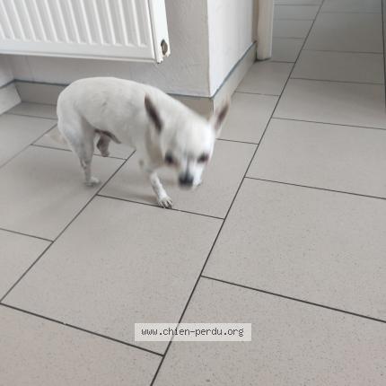 Photo 1/1 Chien retrouvé Trouvé à Hersin coupigny