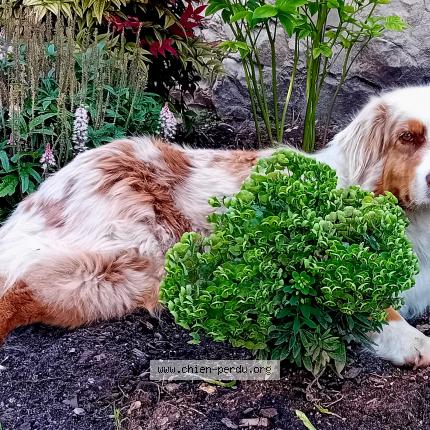 Photo 1/1 Chien retrouvé Perdu à Le Vaudoue