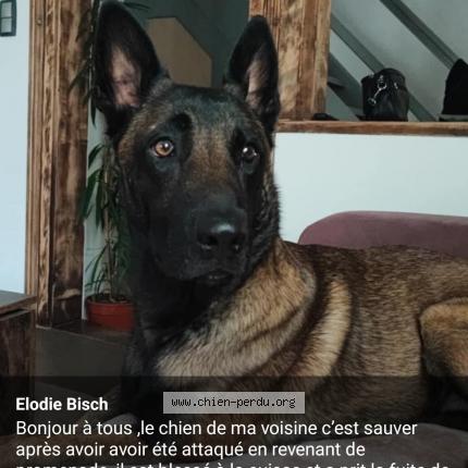 Photo 1/1 Chien retrouvé Perdu à Stotzheim