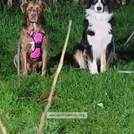 Photo 1/1 Chien retrouvé Perdu à Clohars Fouesnant