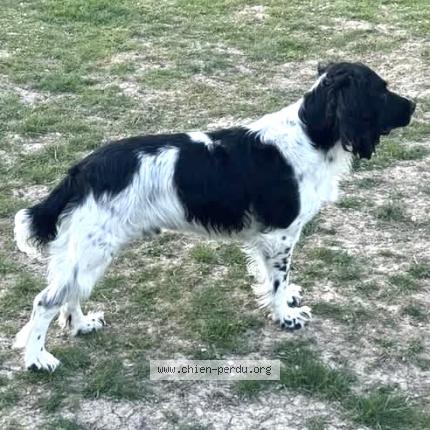 Photo 2/2 Chien retrouvé Perdu à Nogent L Artaud