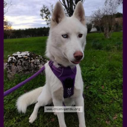 Photo 1/1 Chien retrouvé Perdu à St Fraigne