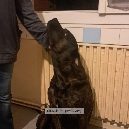 Photo 1/1 Chien retrouvé Perdu à Castres