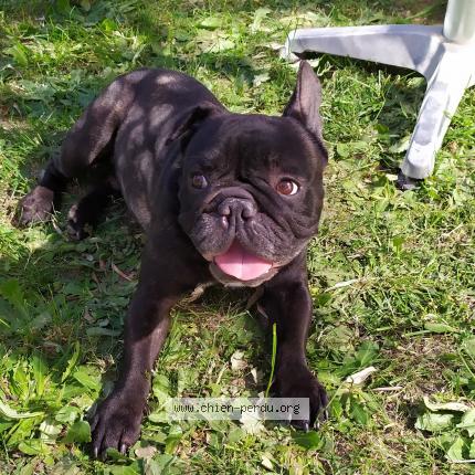Photo 1/1 Chien retrouvé Trouvé à St Etienne Les Orgues