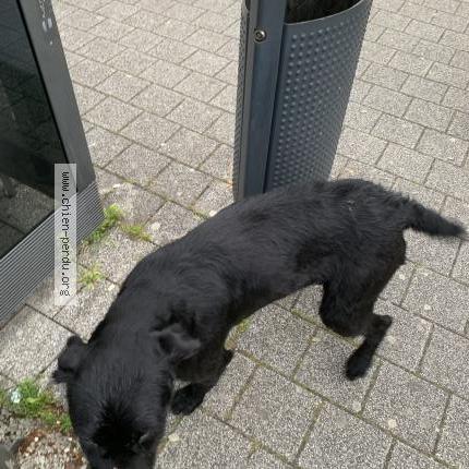 Photo 1/1 Chien trouvé Trouvé à Besancon