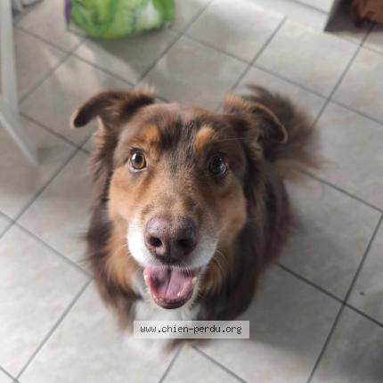 Photo 1/1 Chien retrouvé Perdu à Taden