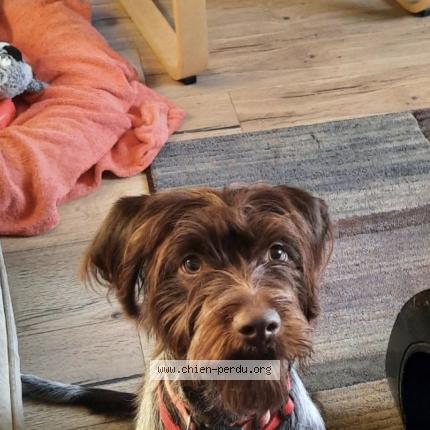 Photo 1/1 Chien retrouvé Perdu à Tramain