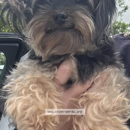 Photo de chien trouvé à Plouay