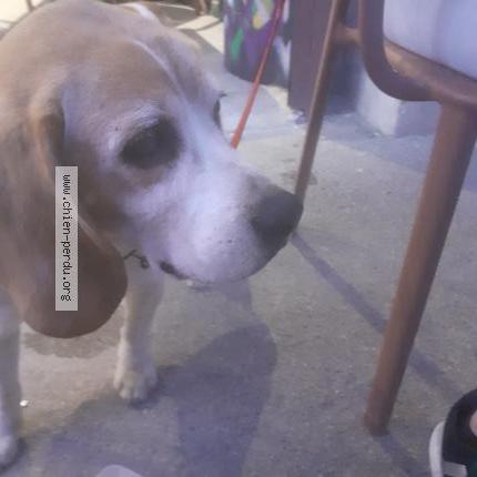 Photo 1/1 Chien retrouvé Trouvé à Sanary