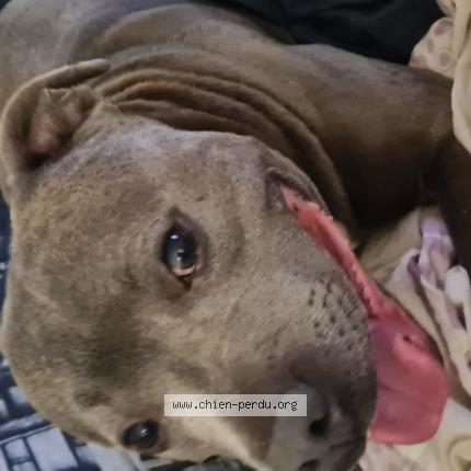 Photo 1/1 Chien retrouvé Perdu à Neuilly saint front