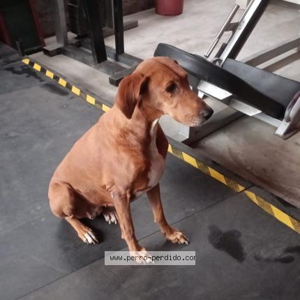 Photo de chien trouvé à Chorrillos