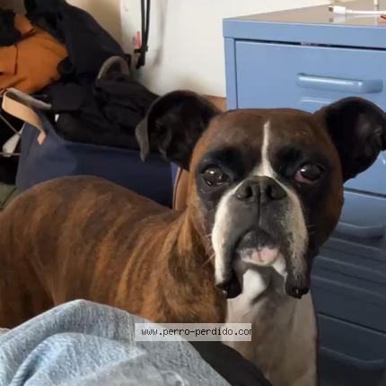 Photo de chien perdu à Cardona