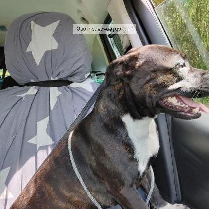 Photo 1/1 Chien retrouvé Trouvé à Courtonne la meurdrac