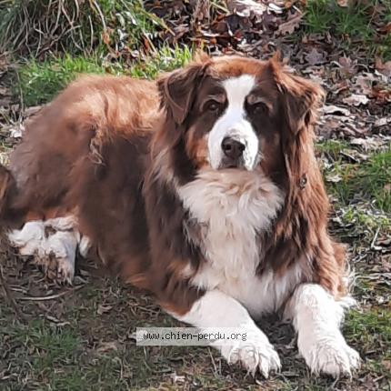 Photo de chien perdu à Greolieres