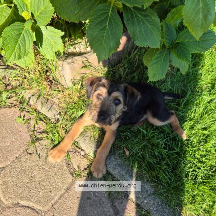 Photo 1/1 Chien retrouvé Perdu à Le Torquesne