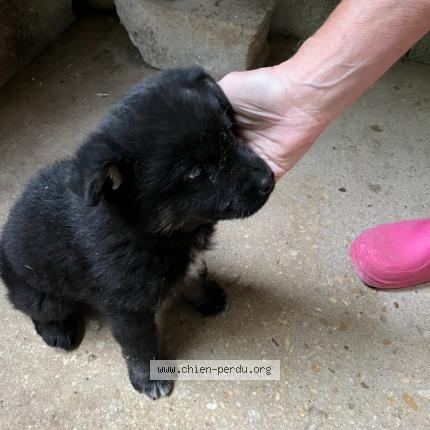 Photo 1/1 Chien retrouvé Trouvé à Asnieres Sur Nouere