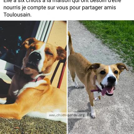 Photo 1/1 Chien retrouvé Perdu à Aucamville