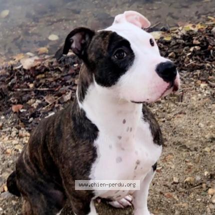 Photo 1/1 Chien retrouvé Perdu à La riche