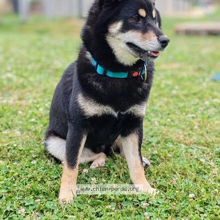 Photo de chien perdu à Brissac Loire Aubance