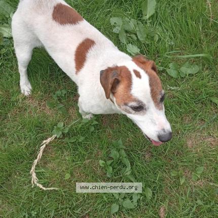 Photo 1/1 Chien retrouvé Trouvé à Maillebois