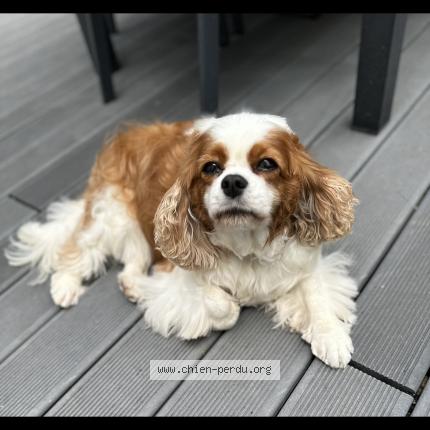 Photo 1/1 Chien retrouvé Perdu à Cloyes Les Trois Rivieres