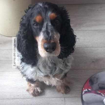 Photo 1/1 Chien retrouvé Perdu à Grenoble