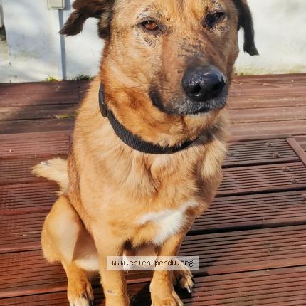Photo 1/1 Chien retrouvé Perdu à Saint germain en laye