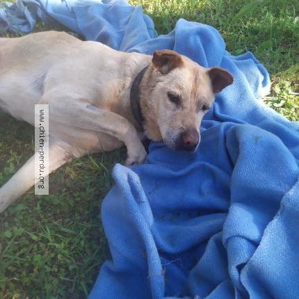 Photo 1/1 Chien retrouvé Trouvé à Ger