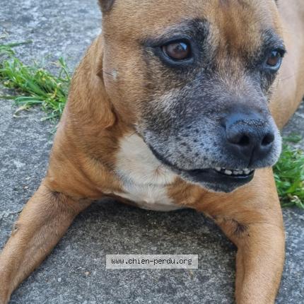 Photo 1/1 Chien retrouvé Perdu à Sevran