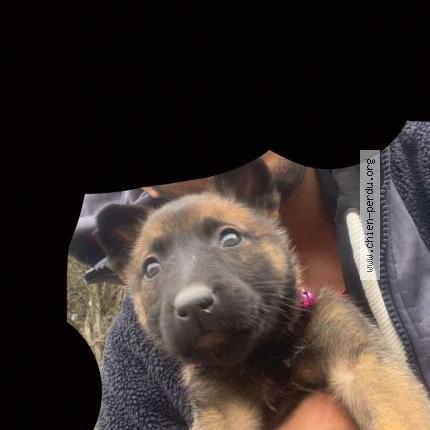 Photo 1/1 Chien retrouvé Perdu à Camelas 66300