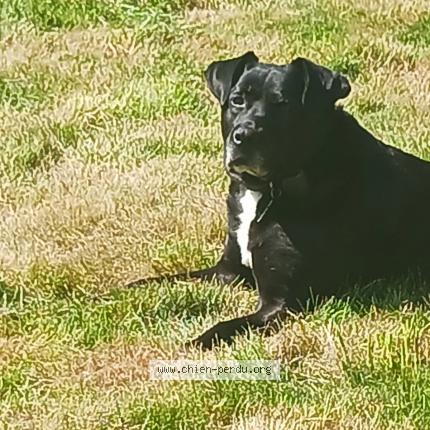 Photo 1/1 Chien retrouvé Perdu à Volnay