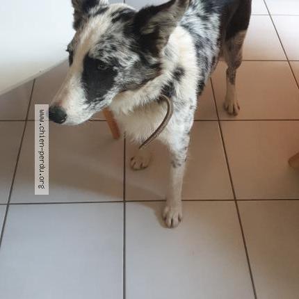 Photo de chien perdu à Mus