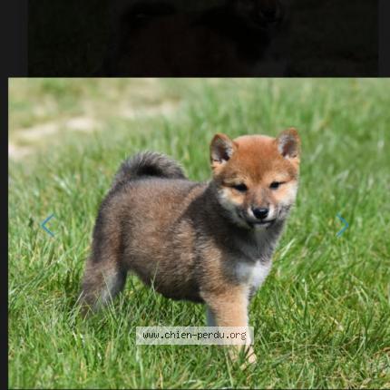 Photo de chien perdu à Ormoy