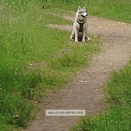 Photo de chien trouvé à Draveil
