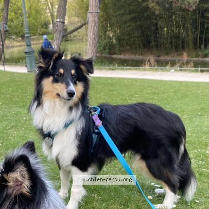 Photo 1/1 Chien retrouvé Perdu à St Agnan
