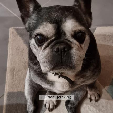 Photo 1/1 Chien retrouvé Perdu à St eusebe