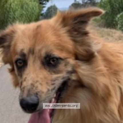 Photo 1/1 Chien retrouvé Perdu à Trignac