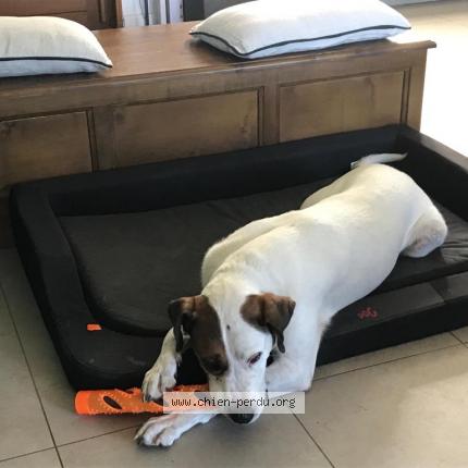 Photo 1/1 Chien retrouvé Perdu à Villars