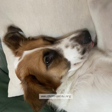 Photo 1/1 Chien retrouvé Perdu à Paris
