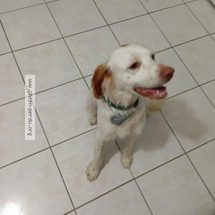 Photo de chien trouvé à Encausse